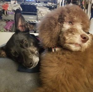 Meet your Posher, Arlene